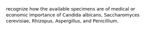 recognize how the available specimens are of medical or economic importance of Candida albicans, Saccharomyces cerevisiae, Rhizopus, Aspergillus, and Penicillium.