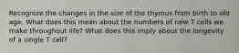 Recognize the changes in the size of the thymus from birth to old age. What does this mean about the numbers of new T cells we make throughout life? What does this imply about the longevity of a single T cell?