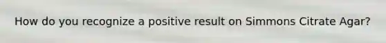 How do you recognize a positive result on Simmons Citrate Agar?