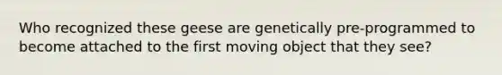 Who recognized these geese are genetically pre-programmed to become attached to the first moving object that they see?