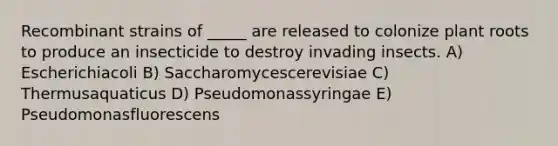 Recombinant strains of _____ are released to colonize plant roots to produce an insecticide to destroy invading insects. A) Escherichiacoli B) Saccharomycescerevisiae C) Thermusaquaticus D) Pseudomonassyringae E) Pseudomonasfluorescens