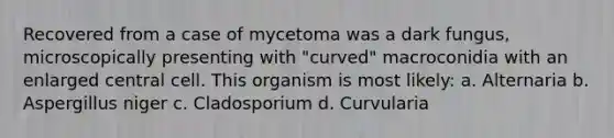 Recovered from a case of mycetoma was a dark fungus, microscopically presenting with "curved" macroconidia with an enlarged central cell. This organism is most likely: a. Alternaria b. Aspergillus niger c. Cladosporium d. Curvularia