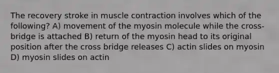 The recovery stroke in muscle contraction involves which of the following? A) movement of the myosin molecule while the cross-bridge is attached B) return of the myosin head to its original position after the cross bridge releases C) actin slides on myosin D) myosin slides on actin