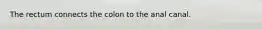 The rectum connects the colon to the anal canal.