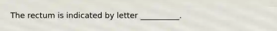 The rectum is indicated by letter __________.