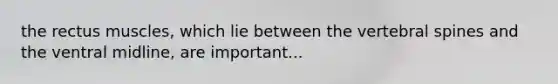 the rectus muscles, which lie between the vertebral spines and the ventral midline, are important...