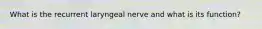 What is the recurrent laryngeal nerve and what is its function?