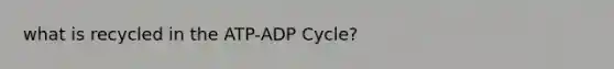 what is recycled in the ATP-ADP Cycle?