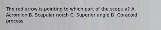 The red arrow is pointing to which part of the scapula? A. Acromion B. Scapular notch C. Superior angle D. Coracoid process