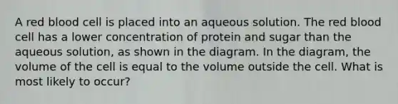 A red blood cell is placed into an aqueous solution. The red blood cell has a lower concentration of protein and sugar than the aqueous solution, as shown in the diagram. In the diagram, the volume of the cell is equal to the volume outside the cell. What is most likely to occur?