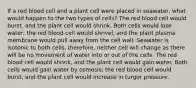 If a red blood cell and a plant cell were placed in seawater, what would happen to the two types of cells? The red blood cell would burst, and the plant cell would shrink. Both cells would lose water; the red blood cell would shrivel, and the plant plasma membrane would pull away from the cell wall. Seawater is isotonic to both cells, therefore, neither cell will change as there will be no movement of water into or out of the cells. The red blood cell would shrink, and the plant cell would gain water. Both cells would gain water by osmosis; the red blood cell would burst, and the plant cell would increase in turgor pressure.