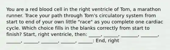 You are a red blood cell in the right ventricle of Tom, a marathon runner. Trace your path through Tom's circulatory system from start to end of your own little "race" as you complete one cardiac cycle. Which choice fills in the blanks correctly from start to finish? Start, right ventricle, then: _____, ______, _______, _______, ______, ______, _______, ______, ______: End, right