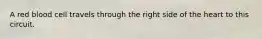 A red blood cell travels through the right side of the heart to this circuit.