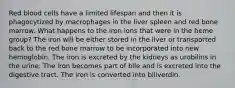 Red blood cells have a limited lifespan and then it is phagocytized by macrophages in the liver spleen and red bone marrow. What happens to the iron ions that were in the heme group? The iron will be either stored in the liver or transported back to the red bone marrow to be incorporated into new hemoglobin. The iron is excreted by the kidneys as urobilins in the urine. The iron becomes part of bile and is excreted into the digestive tract. The iron is converted into biliverdin.