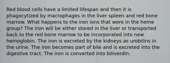 Red blood cells have a limited lifespan and then it is phagocytized by macrophages in the liver spleen and red bone marrow. What happens to the iron ions that were in the heme group? The iron will be either stored in the liver or transported back to the red bone marrow to be incorporated into new hemoglobin. The iron is excreted by the kidneys as urobilins in the urine. The iron becomes part of bile and is excreted into the digestive tract. The iron is converted into biliverdin.