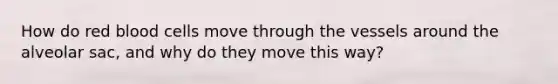 How do red blood cells move through the vessels around the alveolar sac, and why do they move this way?