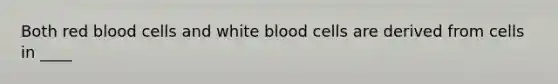 Both red blood cells and white blood cells are derived from cells in ____