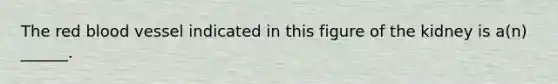 The red blood vessel indicated in this figure of the kidney is a(n) ______.