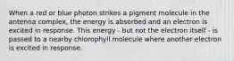 When a red or blue photon strikes a pigment molecule in the antenna complex, the energy is absorbed and an electron is excited in response. This energy - but not the electron itself - is passed to a nearby chlorophyll molecule where another electron is excited in response.