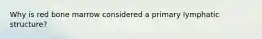 Why is red bone marrow considered a primary lymphatic structure?