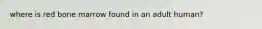 where is red bone marrow found in an adult human?