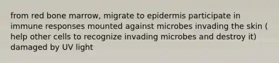 from red bone marrow, migrate to epidermis participate in immune responses mounted against microbes invading the skin ( help other cells to recognize invading microbes and destroy it) damaged by UV light