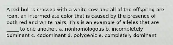 A red bull is crossed with a white cow and all of the offspring are roan, an intermediate color that is caused by the presence of both red and white hairs. This is an example of alleles that are _____ to one another. a. nonhomologous b. incompletely dominant c. codominant d. polygenic e. completely dominant