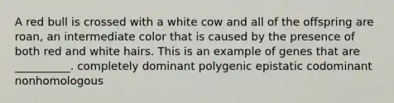 A red bull is crossed with a white cow and all of the offspring are roan, an intermediate color that is caused by the presence of both red and white hairs. This is an example of genes that are __________. completely dominant polygenic epistatic codominant nonhomologous