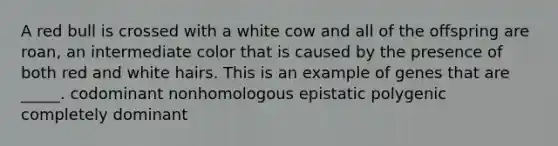 A red bull is crossed with a white cow and all of the offspring are roan, an intermediate color that is caused by the presence of both red and white hairs. This is an example of genes that are _____. codominant nonhomologous epistatic polygenic completely dominant