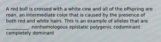 A red bull is crossed with a white cow and all of the offspring are roan, an intermediate color that is caused by the presence of both red and white hairs. This is an example of alleles that are __________. nonhomologous epistatic polygenic codominant completely dominant