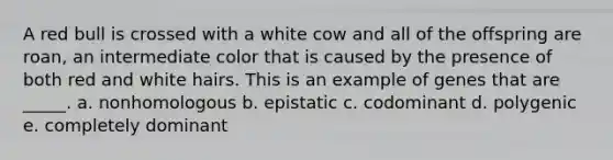 A red bull is crossed with a white cow and all of the offspring are roan, an intermediate color that is caused by the presence of both red and white hairs. This is an example of genes that are _____. a. nonhomologous b. epistatic c. codominant d. polygenic e. completely dominant