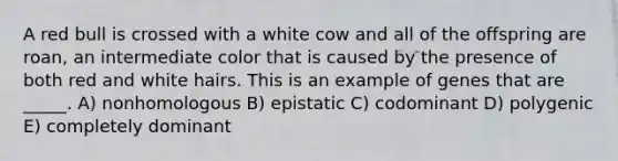 A red bull is crossed with a white cow and all of the offspring are roan, an intermediate color that is caused by the presence of both red and white hairs. This is an example of genes that are _____. A) nonhomologous B) epistatic C) codominant D) polygenic E) completely dominant