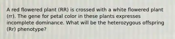 A red flowered plant (RR) is crossed with a white flowered plant (rr). The gene for petal color in these plants expresses incomplete dominance. What will be the heterozygous offspring (Rr) phenotype?