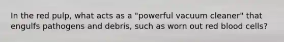 In the red pulp, what acts as a "powerful vacuum cleaner" that engulfs pathogens and debris, such as worn out red blood cells?