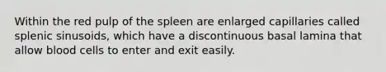 Within the red pulp of the spleen are enlarged capillaries called splenic sinusoids, which have a discontinuous basal lamina that allow blood cells to enter and exit easily.