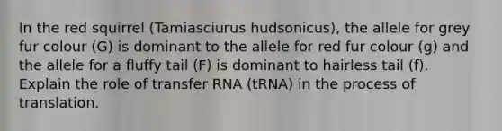 In the red squirrel (Tamiasciurus hudsonicus), the allele for grey fur colour (G) is dominant to the allele for red fur colour (g) and the allele for a fluffy tail (F) is dominant to hairless tail (f). Explain the role of transfer RNA (tRNA) in the process of translation.