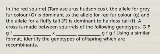 In the red squirrel (Tamiasciurus hudsonicus), the allele for grey fur colour (G) is dominant to the allele for red fur colour (g) and the allele for a fluffy tail (F) is dominant to hairless tail (f). A cross is made between squirrels of the following genotypes. G F g f ________ ________ x _________ __________ g f g f Using a similar format, identify the genotypes of offspring which are recombinants.