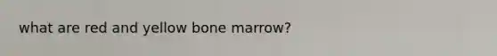 what are red and yellow bone marrow?