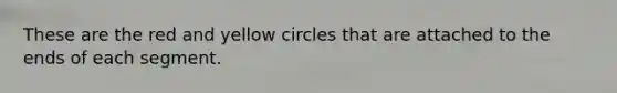 These are the red and yellow circles that are attached to the ends of each segment.