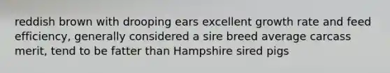 reddish brown with drooping ears excellent growth rate and feed efficiency, generally considered a sire breed average carcass merit, tend to be fatter than Hampshire sired pigs