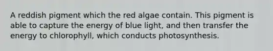 A reddish pigment which the red algae contain. This pigment is able to capture the energy of blue light, and then transfer the energy to chlorophyll, which conducts photosynthesis.