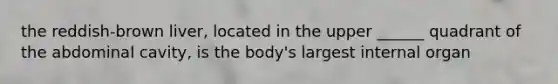 the reddish-brown liver, located in the upper ______ quadrant of the abdominal cavity, is the body's largest internal organ