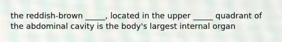 the reddish-brown _____, located in the upper _____ quadrant of the abdominal cavity is the body's largest internal organ