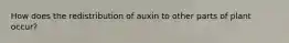 How does the redistribution of auxin to other parts of plant occur?