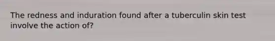 The redness and induration found after a tuberculin skin test involve the action of?