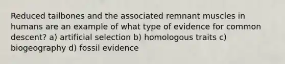 Reduced tailbones and the associated remnant muscles in humans are an example of what type of evidence for common descent? a) artificial selection b) homologous traits c) biogeography d) fossil evidence