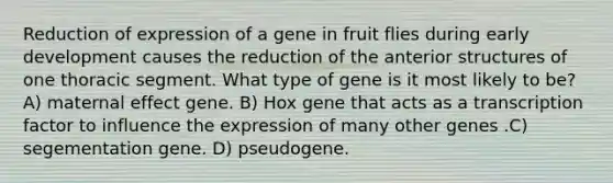 Reduction of expression of a gene in fruit flies during early development causes the reduction of the anterior structures of one thoracic segment. What type of gene is it most likely to be? A) maternal effect gene. B) Hox gene that acts as a transcription factor to influence the expression of many other genes .C) segementation gene. D) pseudogene.