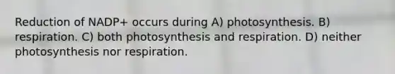 Reduction of NADP+ occurs during A) photosynthesis. B) respiration. C) both photosynthesis and respiration. D) neither photosynthesis nor respiration.