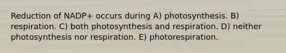 Reduction of NADP+ occurs during A) photosynthesis. B) respiration. C) both photosynthesis and respiration. D) neither photosynthesis nor respiration. E) photorespiration.