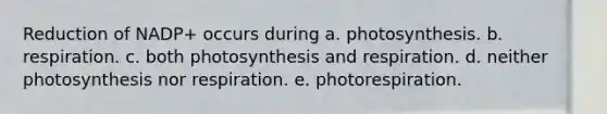 Reduction of NADP+ occurs during a. photosynthesis. b. respiration. c. both photosynthesis and respiration. d. neither photosynthesis nor respiration. e. photorespiration.